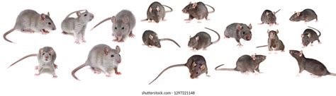 ugly rats pics|1,349 Ugly Rat Images, Stock Photos, 3D objects,